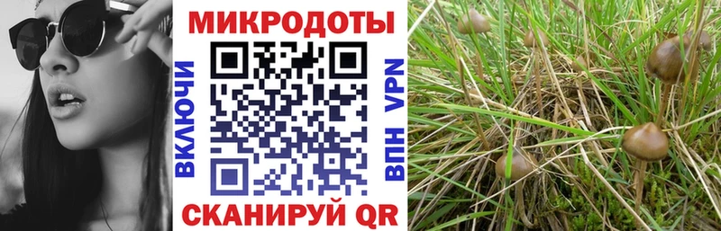 Псилоцибиновые грибы мицелий Горно-Алтайск